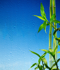 Naklejki  bamboo stalks on blue glass wet - spa background