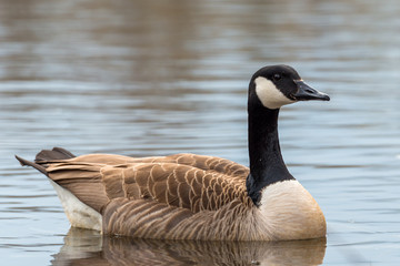 Canada Goose - Branta canadensis
