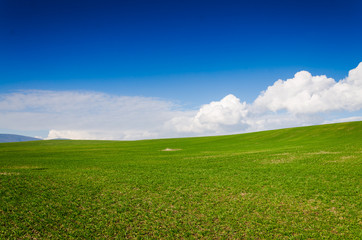 green field and blue sky