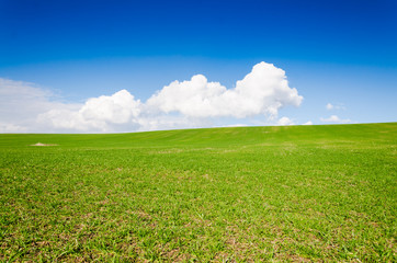 green field and blue sky