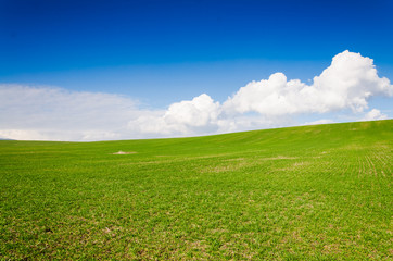 green field and blue sky