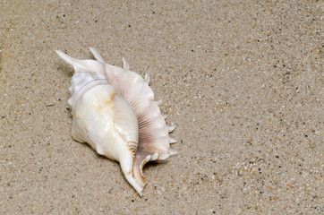 sea shell on a sandy