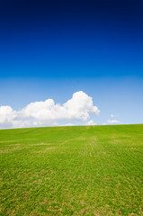 green field and blue sky