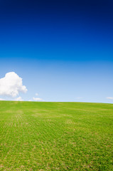 green field and blue sky