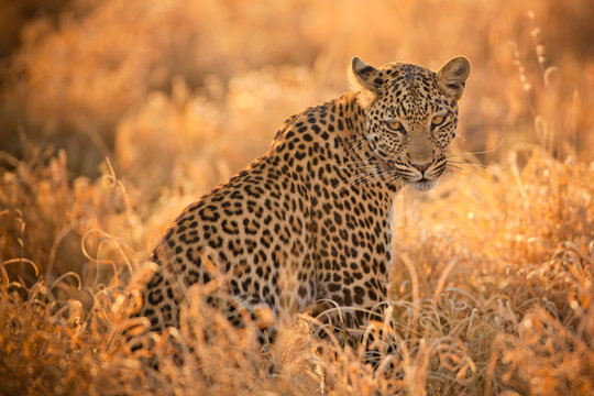 Fototapeta Leopard at Sunset