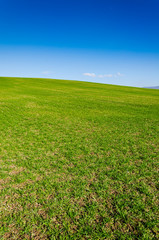 green field and blue sky