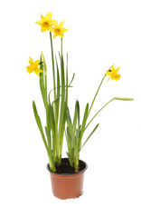 Fototapeta na wymiar Daffodil plant