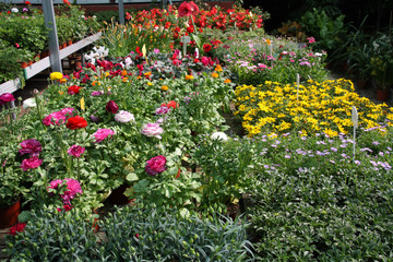 Colourful garden center