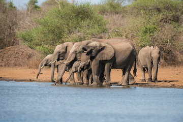 A herd of African elephants drinking water, Kruger National Park