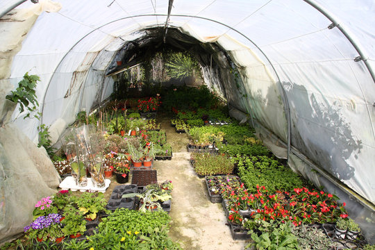 Poly tunnel - greenhouse