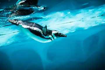 Fotobehang Humboldtpinguïn (Spheniscus humboldti) © Andrei Armiagov