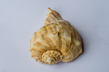 shell