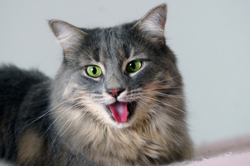 Panting cat