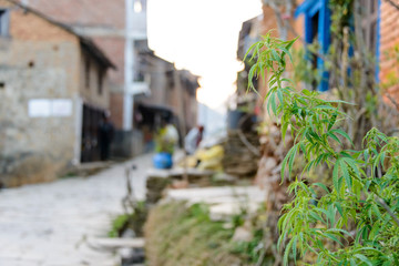 Marijuana plant growing in a Nepalese village