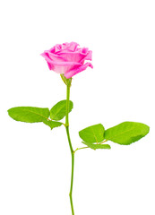 Obraz premium Pink rose isolated