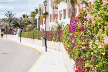 Fototapeta na wymiar Beautiful fence of multicolored flowers