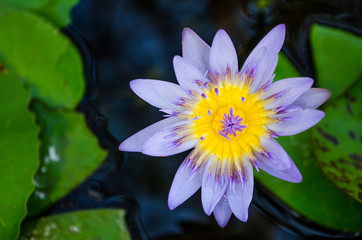lotus
