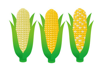 Corn