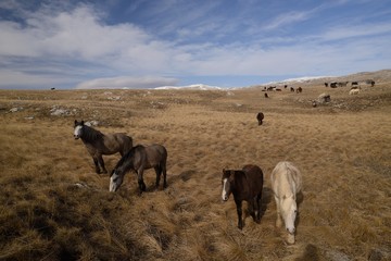 herd of wild horses