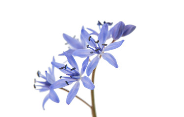 Snowdrop blue