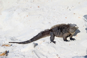 Iguana