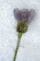 frozen flowers
