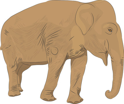 Indian elephant vector