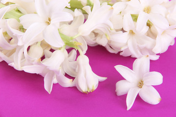 White hyacinth on purple background