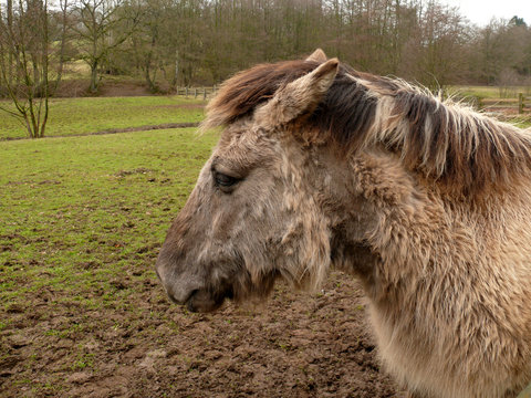 Wildpferd Tarpan