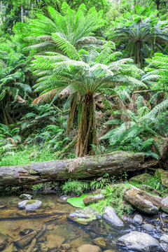 Fototapeta tropical Australia