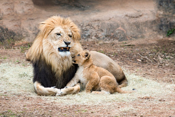 Male African lion growling at his cub