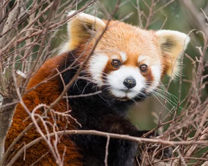 Tableaux ronds sur aluminium Panda Red panda resting in a tree