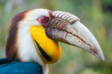 Wreathed hornbill (Rhyticeros undulatus) © Robert Hainer