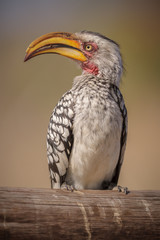 Yellow-billed hornbill