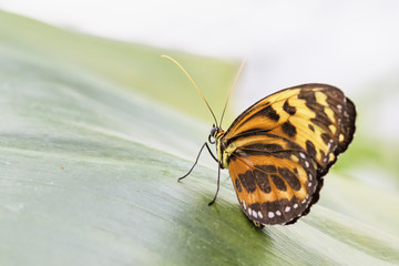 Fototapeta na wymiar Tropischer Schmetterling (Eueides isabella)