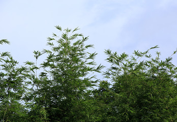 Fototapeta premium bamboo trees