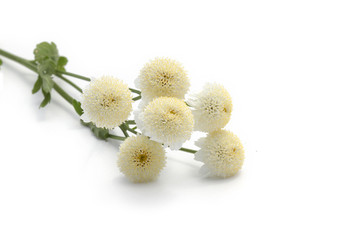 Camomille
