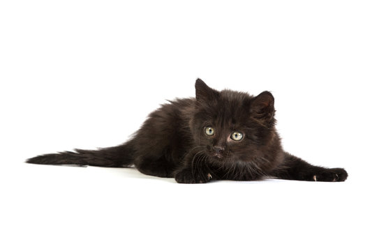 Cute black kitten on  a white background