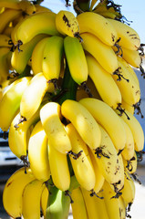 Bunch of small yellow bananas for sale in Crete, Greece