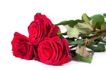 Three fresh red roses over white background
