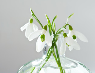 Fresh snowdrops in transparent vase
