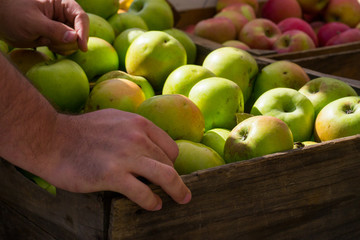 hands choosing apples