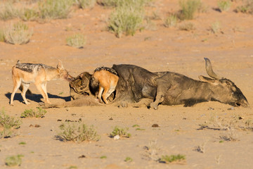 Hungry two Black backed jackal eating on a hollow carcass in the