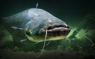 Underwater photo of The Catfish (Silurus Glanis). - obrazy, fototapety, plakaty