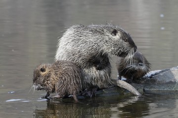 Wild nutria (male) with the youngs. End of winter.