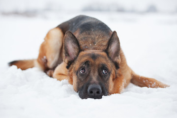 Red-haired shepherd lying in the snow