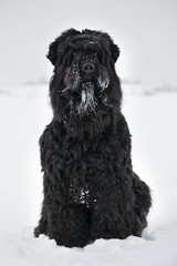 Large black terrier with muzzle in the snow