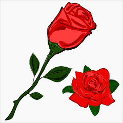 Sketch rose and flower of rose.