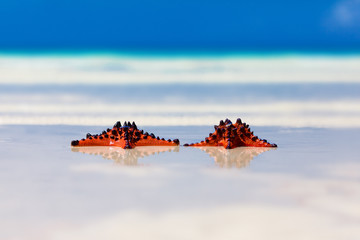 two sea-stars with wedding rings lying on sand beach background