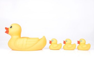 Pato con patitos.